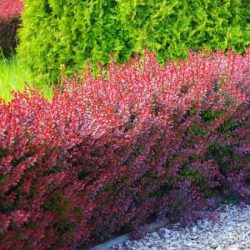 berberys thunberga red rocket
