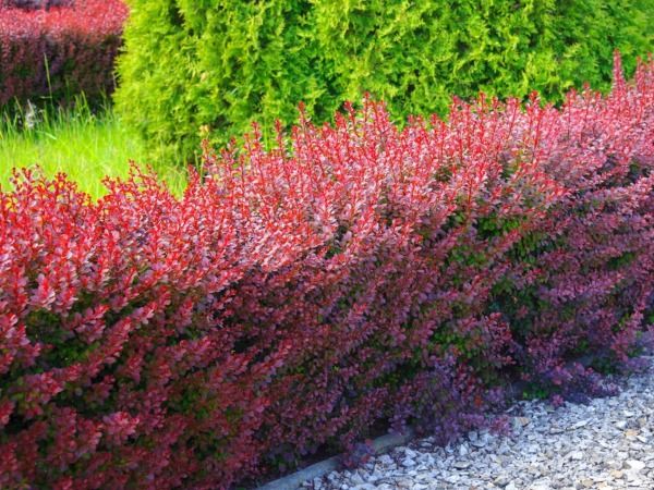 L019-berberys-thunberga-red-rocket-1 berberys thunberga red rocket