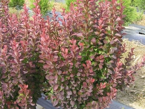 berberys thunberga red rocket