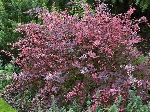 berberys thunberga rose glow