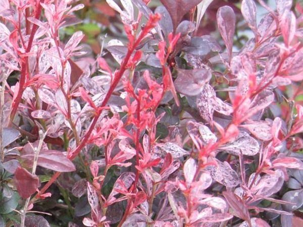 berberys thunberga rosy rocket
