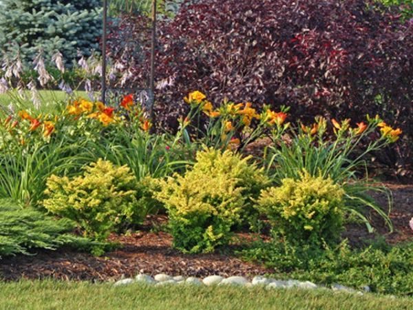 berberys thunberga sunsation