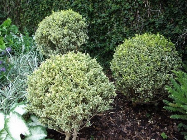 L025-bukszpan-wieczniezielony-elegantissima-5