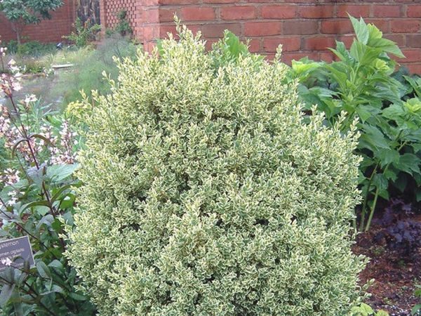 L025-bukszpan-wieczniezielony-elegantissima-6