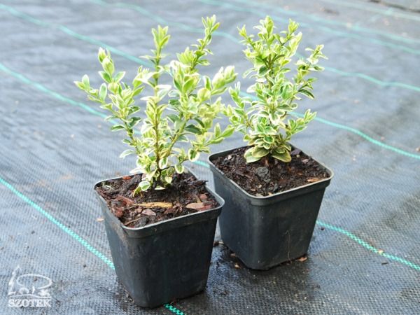 L025-bukszpan-wieczniezielony-elegantissima-s