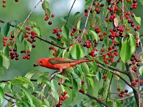 L026-czeremcha-amerykanska-5