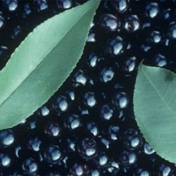 L026-czeremcha-amerykanska