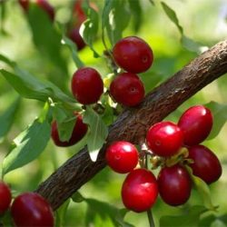 Dereń jadalny - sadzonki