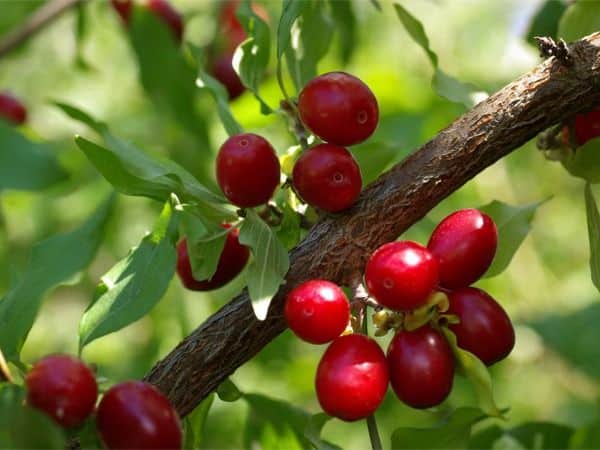 Dereń jadalny - sadzonki