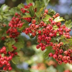 L029-glog-jednoszyjkowy-2