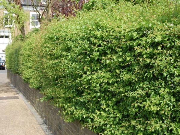 L029-glog-jednoszyjkowy-4