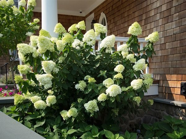 L031-hortensja-bukietowa-limelight-1