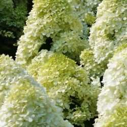 L031-hortensja-bukietowa-limelight-4