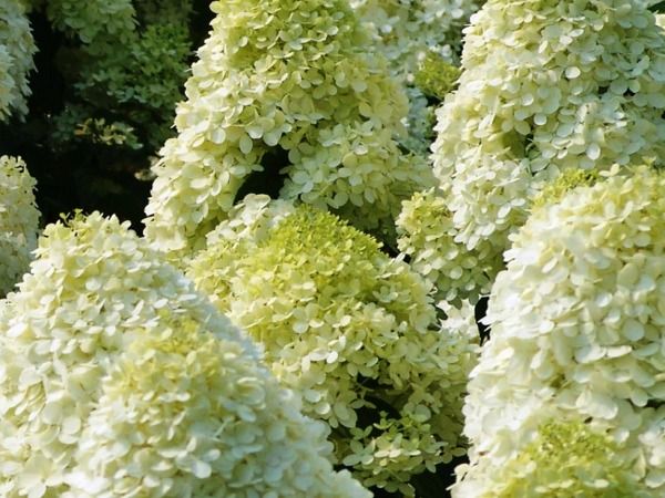 L031-hortensja-bukietowa-limelight-4