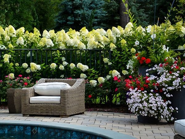 L031-hortensja-bukietowa-limelight-5