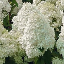 L032-hortensja-bukietowa-polar-bear-2