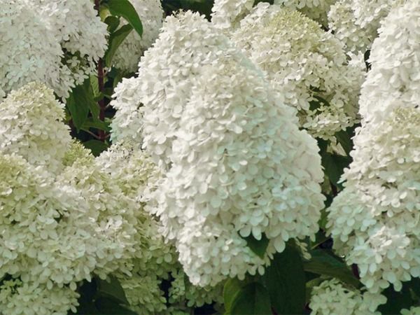 L032-hortensja-bukietowa-polar-bear-2