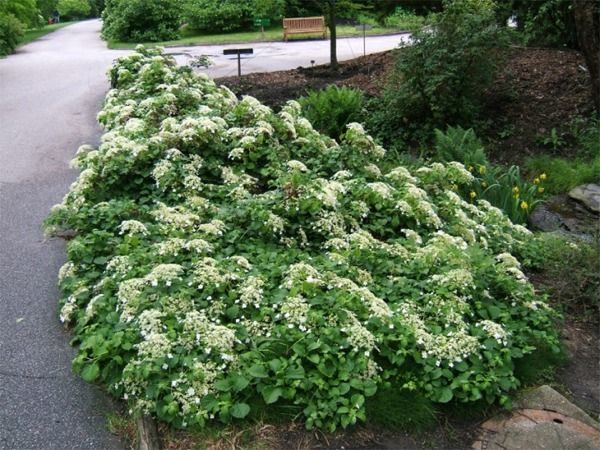 L035-hortensja-pnaca-5