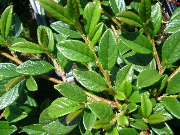 L038-irga-wierzbolistna-parkteppich-6 Irga wierzbolistna parkteppich