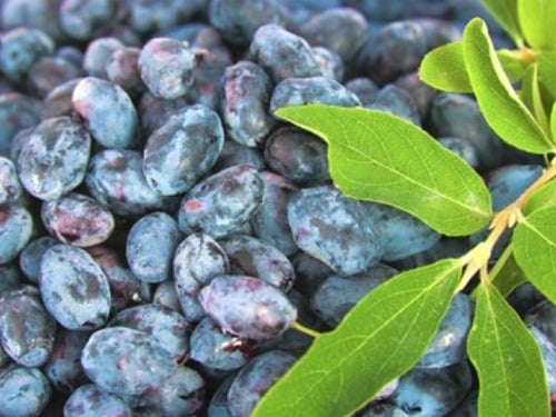 L039-jagoda-kamczacka-czelabinka-m