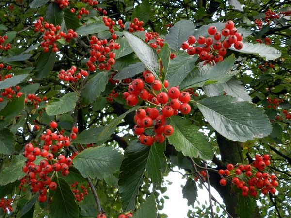 L040-jarzab-szwedzki-2 jarząb szwedzki