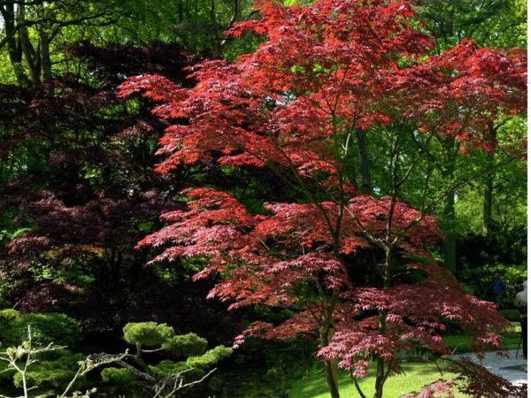 klon palmowy atropurpureum