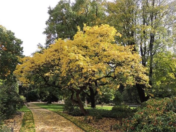 L049-korkowiec-amurski-1 korkowiec amurski