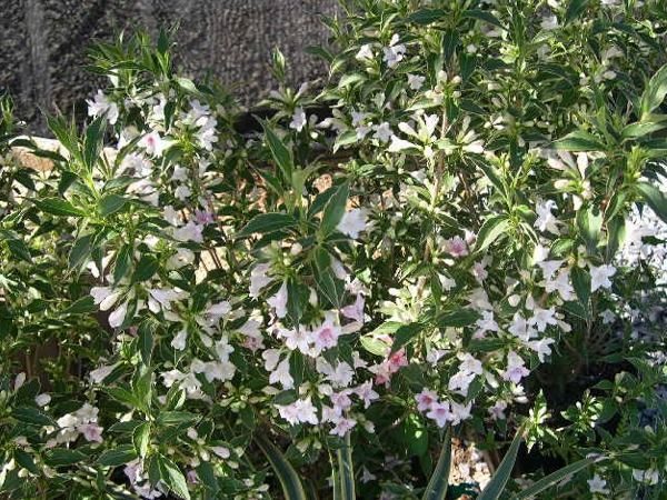 krzewuszka cudowna splendid