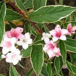 krzewuszka cudowna splendid