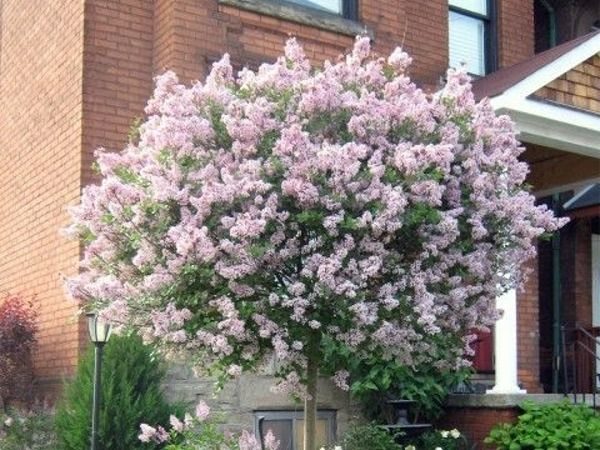 lilak meyera palibin