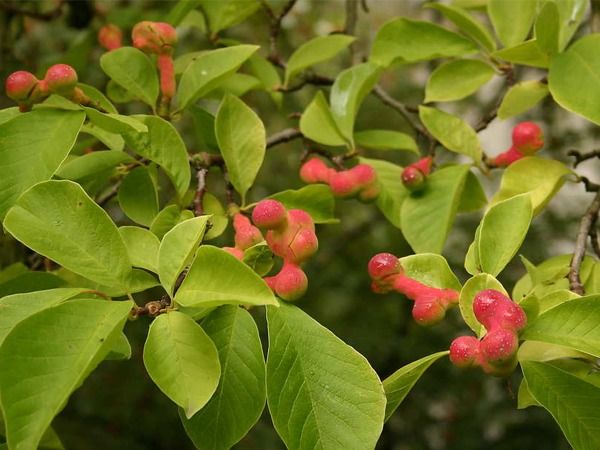 L059-magnolia-japonska-2 magnolia japońska