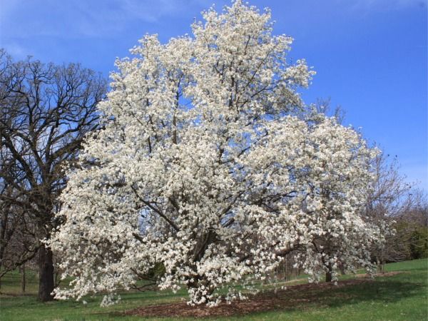 L059-magnolia-japonska-4 magnolia japońska