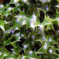 ostrokrzew kolczasty