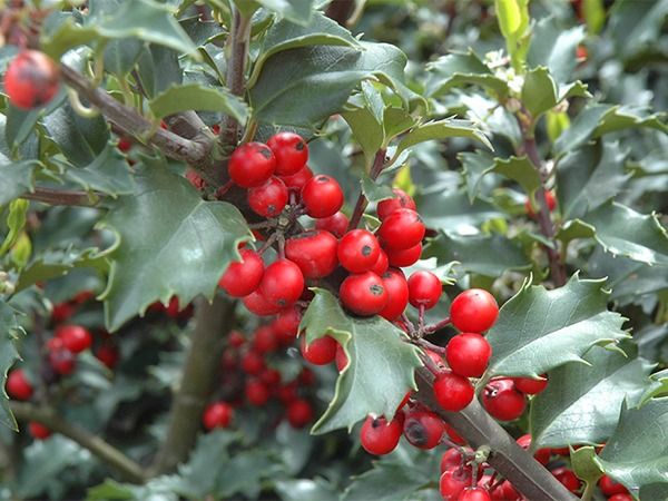 ostrokrzew meservy blue princess