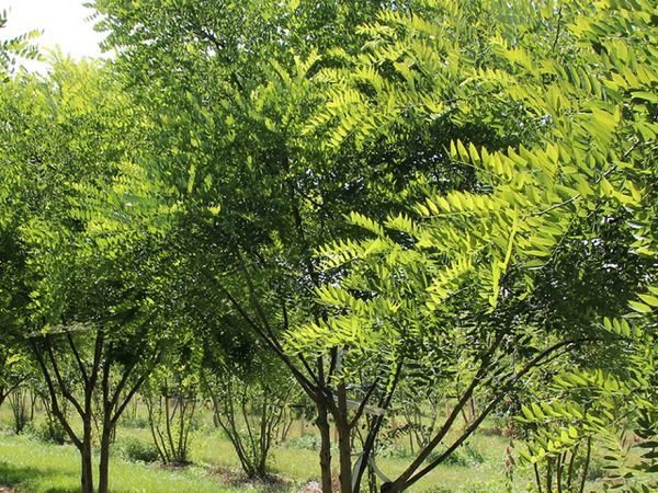 perełkowiec japoński