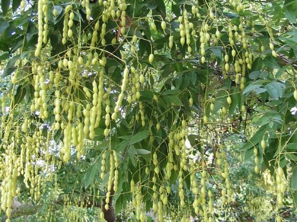 perełkowiec japoński