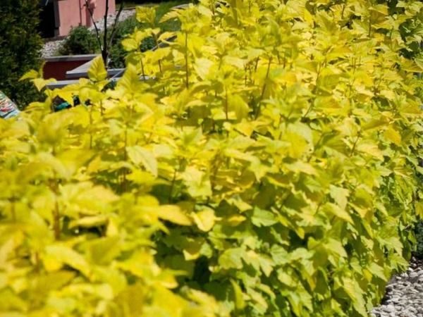 pęcherznica kalinolistna luteus