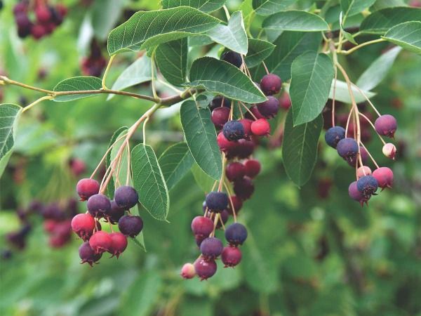 świdośliwa lamarcka