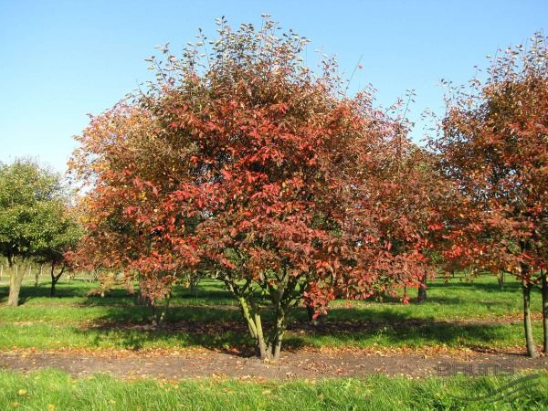 świdośliwa lamarcka