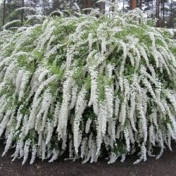 tawula szara grefsheim