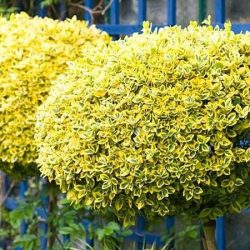 trzmielina fortunea emerald gold