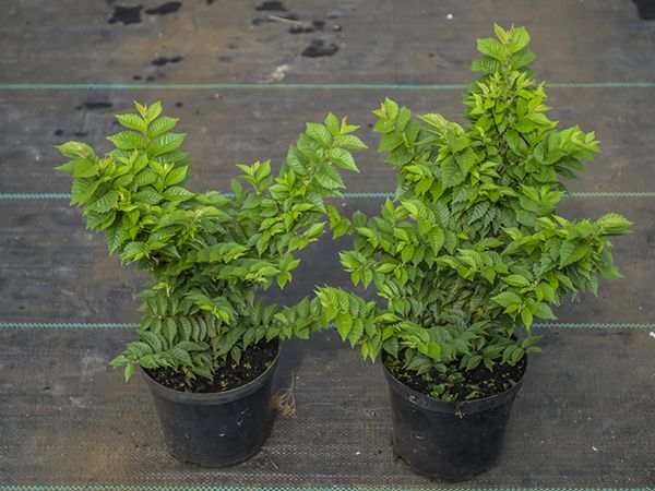 wiąz polny jacqueline hillier