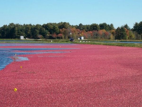 zurawina wielkoowocowa pilgrim