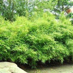 T001-bambus-parasolowaty-bimbo-3