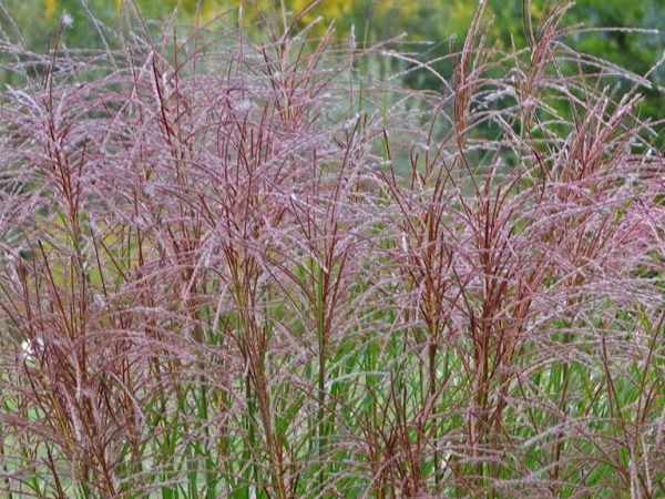 T005-miskant-chinski-gracillimus-3