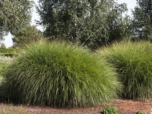 T005-miskant-chinski-gracillimus-4