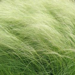 T007-ostnica-mocna-pony-tails-2