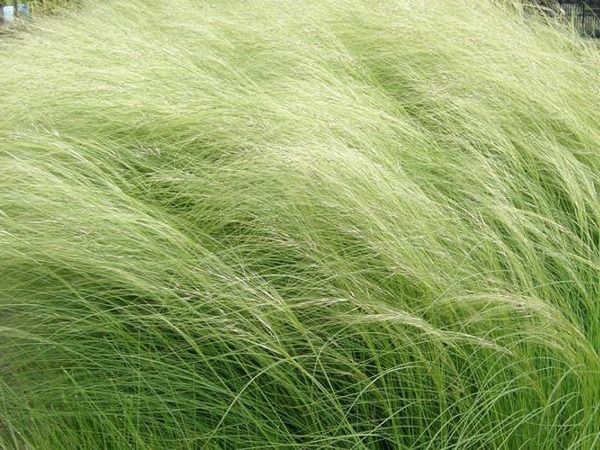 T007-ostnica-mocna-pony-tails-2