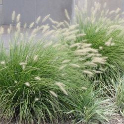 T008-rozplenica-japonska-little-bunny-1