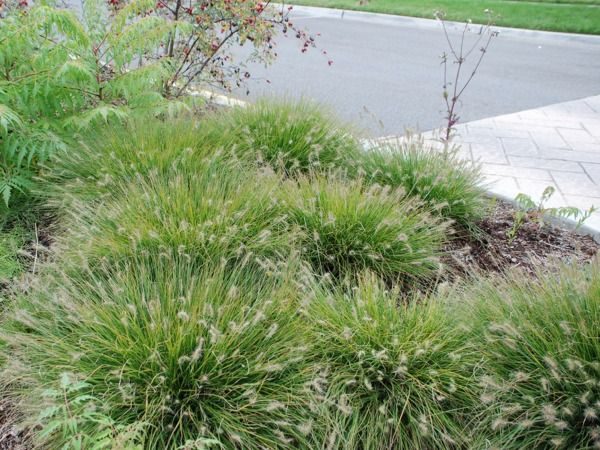 T008-rozplenica-japonska-little-bunny-7